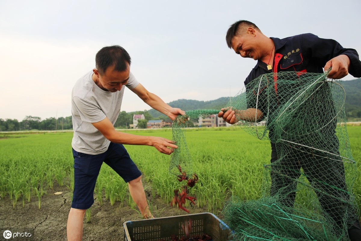 养虾一亩一般赚多少,养虾一亩一般赚多少视频