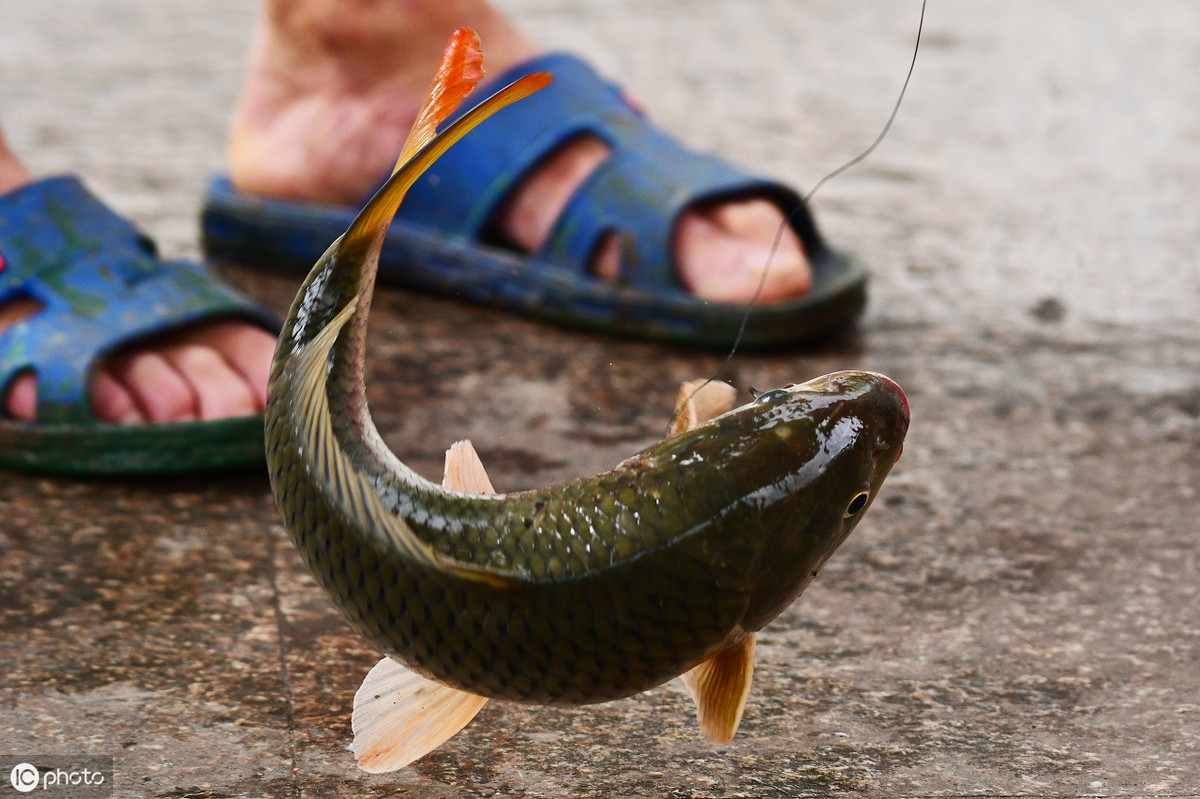 清江魚產地,清江魚產地在哪里
