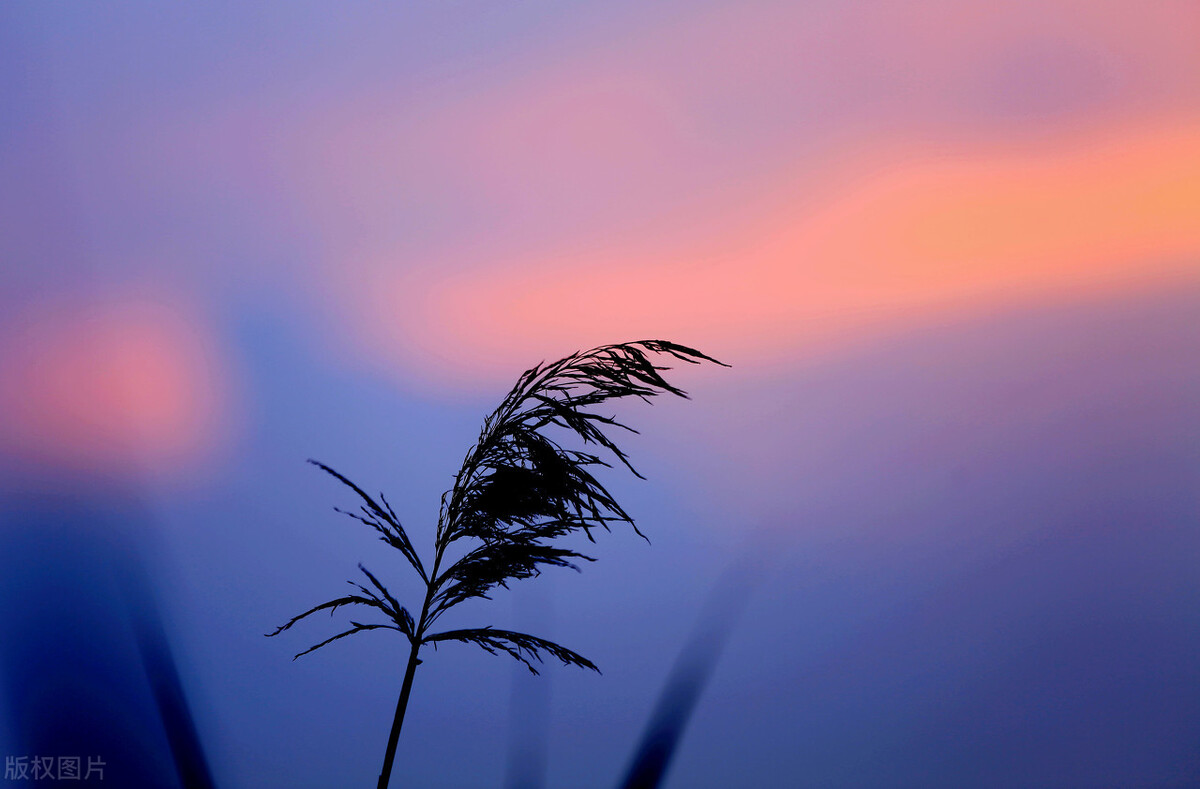 蒹葭苍苍，芦苇微微，当真是“此生飘荡何时定，一缕鸿毛天地中”