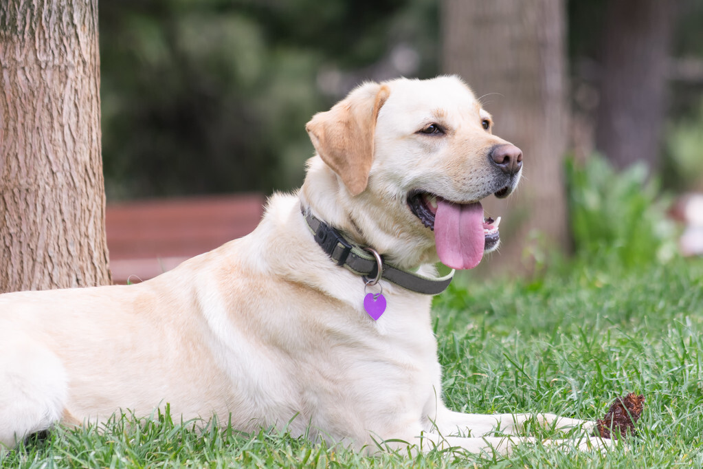 拉布拉多犬有多受欢迎？离不开这6个优点，看完我也想养一只