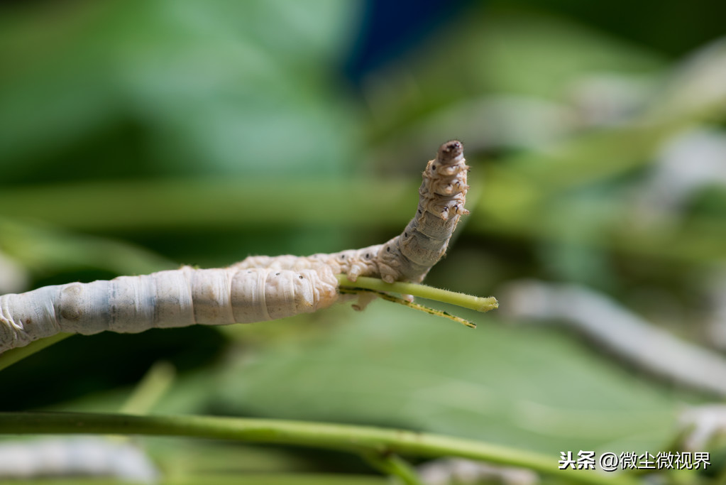 蚕为什么要蜕皮（揭秘蚕蜕皮的原因与解决方法）