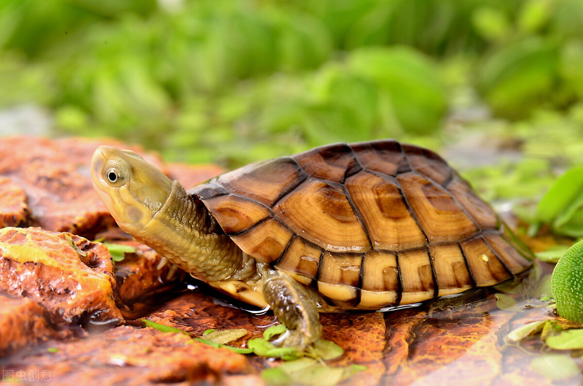 龟患肺炎的症状 乌龟肺炎怎么治最有效