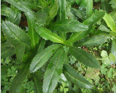 刺芹别名假芫荽,生长在山地林下,路旁