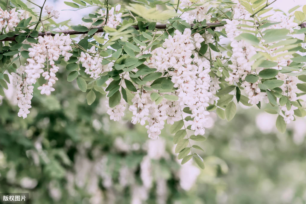 紫色槐花能吃吗（可食用的槐花品种大合集）