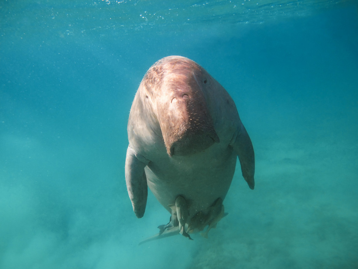 儒艮是什麼動物儒艮為什麼叫美人魚