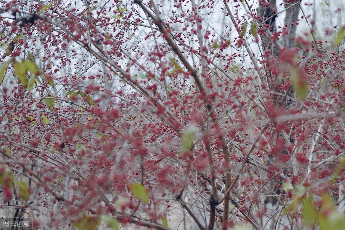 中药：忍的冬日一树红——金银木，近亲——忍冬藤和金银花