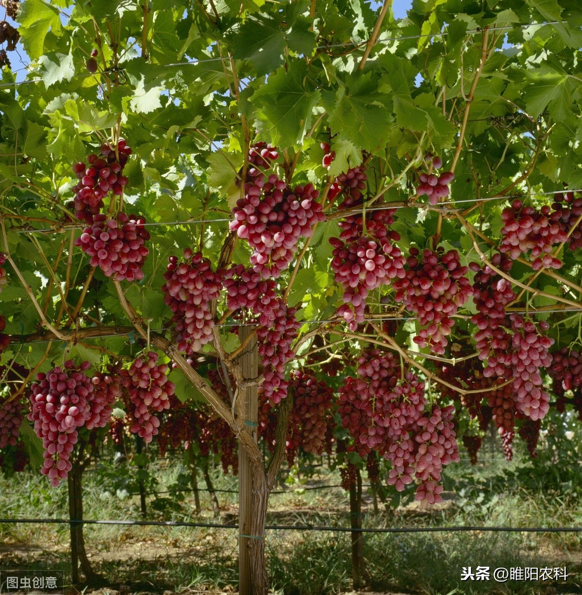 苄氨基嘌呤什么作用（这个药被称为神药的原因）