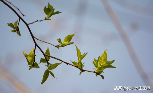 常见中药材别名大全，原来中药还有这些名字，中医快收藏！