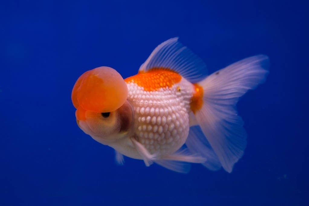 常见金鱼品种——珍珠鳞