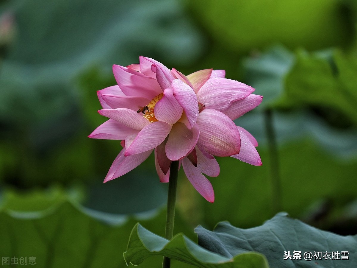 古诗词里的并蒂莲七首：名莲自可念，况复两心同