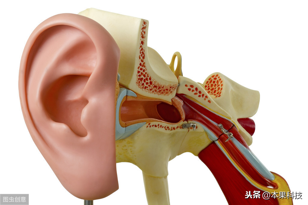 科普｜耳朵鼓膜破了能自愈吗？