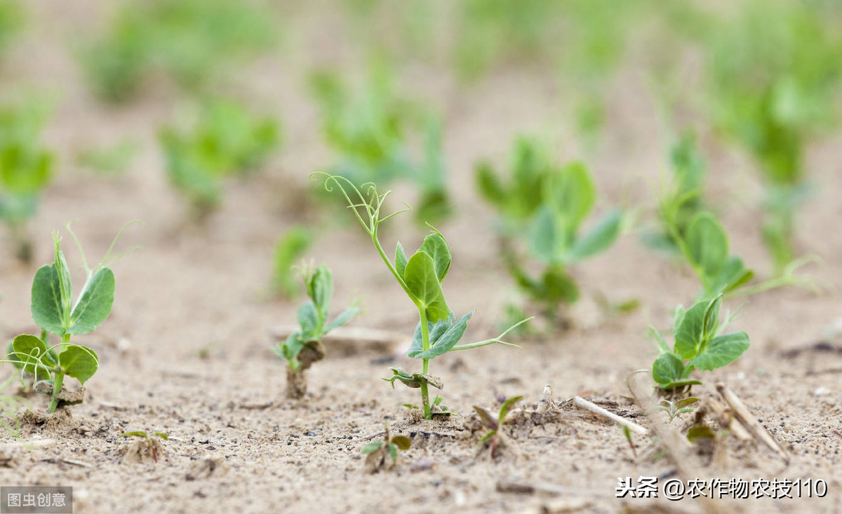 豌豆高产种植,注意事项比较多!您知道哪些?