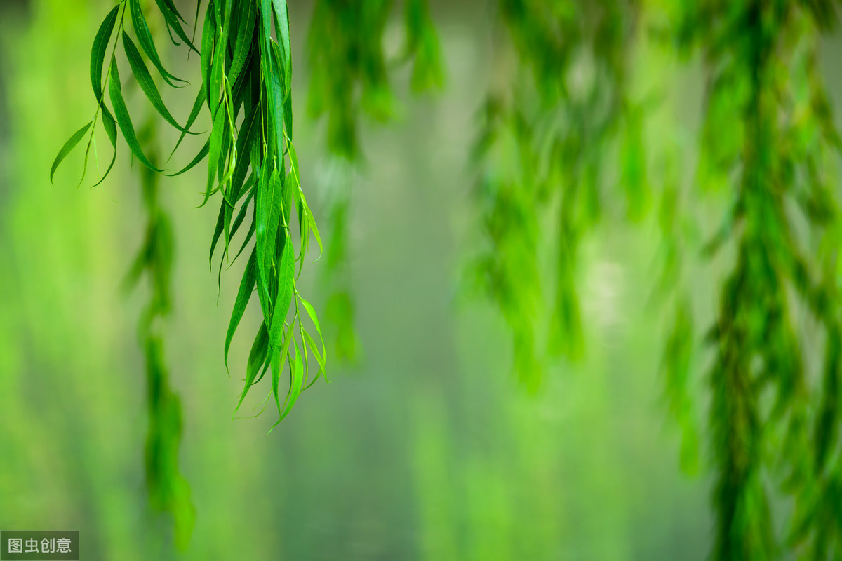 描寫夏天柳樹的優美句子(庭院深深深幾許) - 火句子