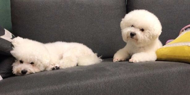 性格“成熟”的比熊犬，会有这6个表现