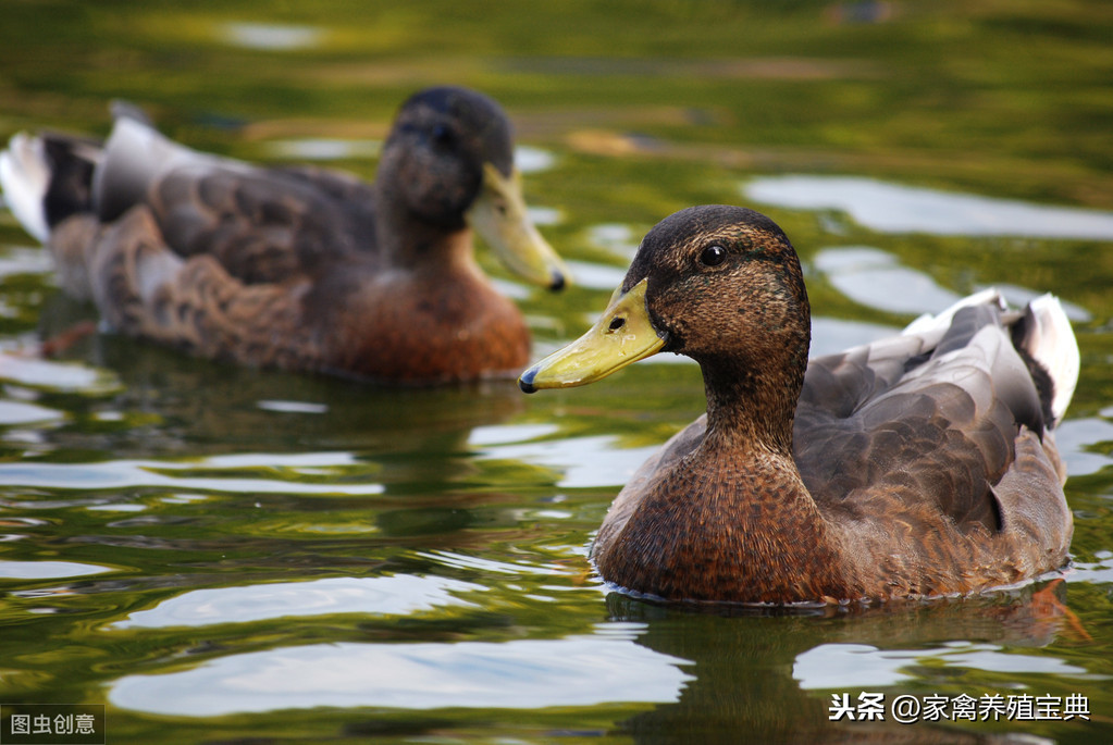 婴儿发烧拉绿色的屎（浆膜炎和黄病毒混感）