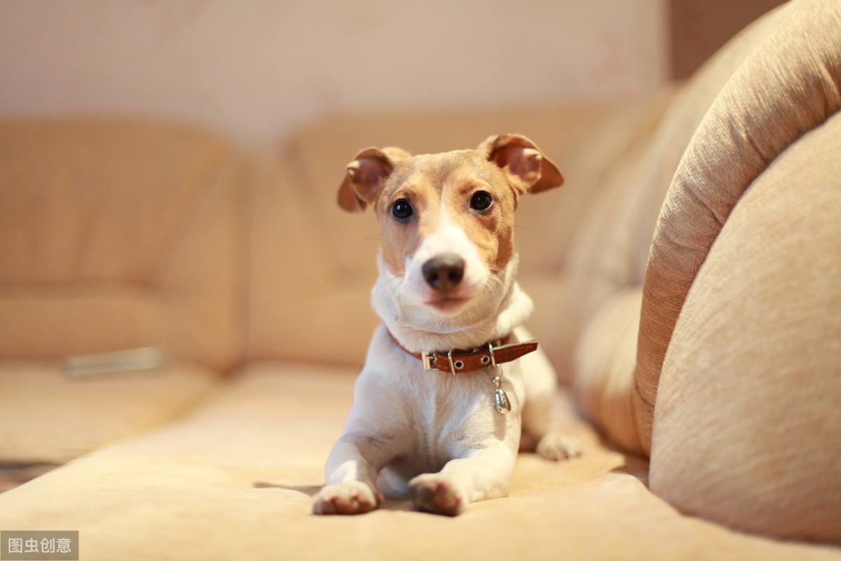 怎么解决幼犬晚上叫的情况（5个小招解决小狗整夜叫不停）