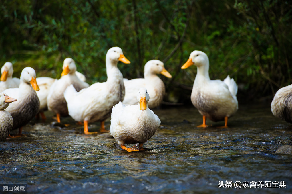 浆膜炎和黄病毒混感，发烧，瘫痪，绿色粪便怎么办？