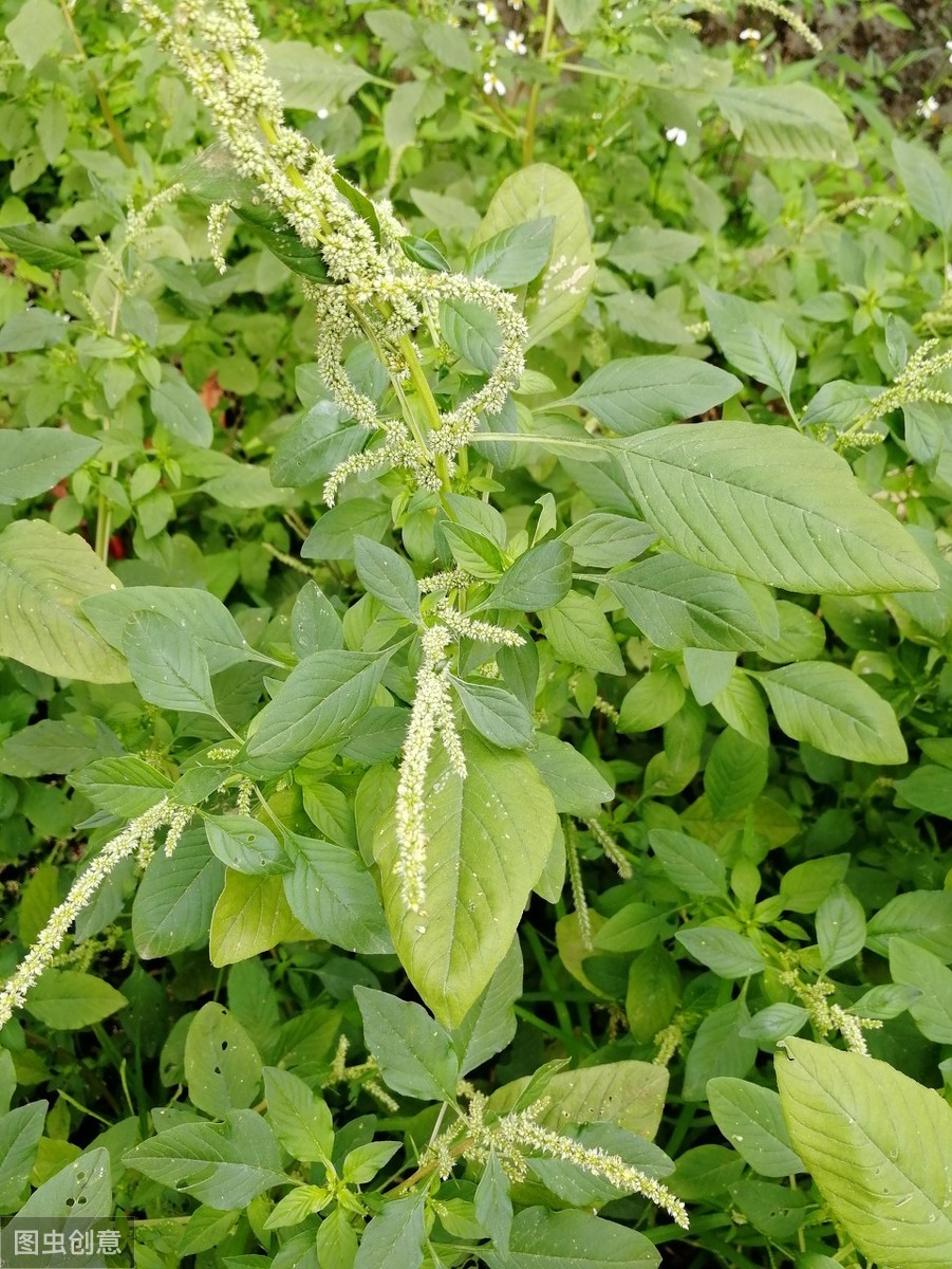 农村常见的50种野花野草,你还记得它们的名字吗?