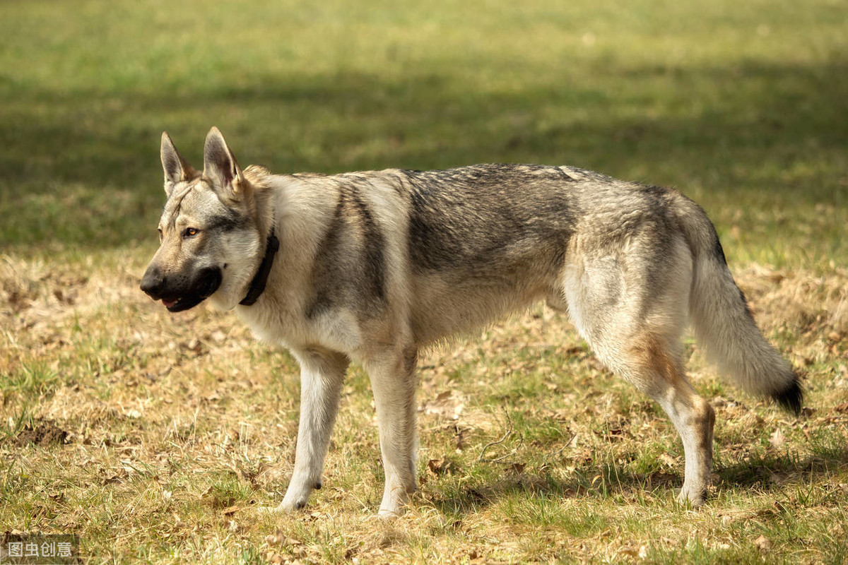 最像狼的捷克狼犬有这些优点，但却被禁养