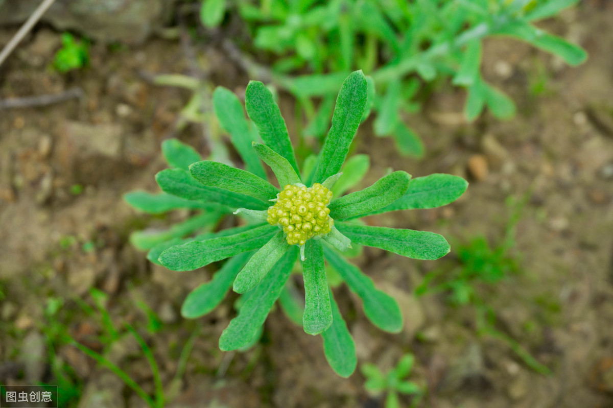 鼠耳,無心草,鼠耳草,香茅,蚍蜉酒草,黃花白艾,茸母,黃蒿,米曲,毛耳朵