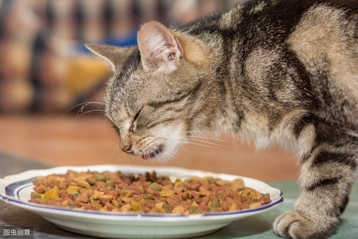 如何应对猫严重厌食：手术治疗常用的鼻饲管和食道饲管术了解一下