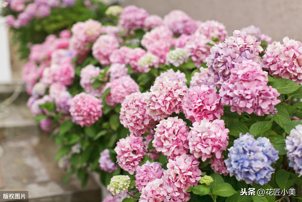 绣球花什么时候开花（绣球花养护知识大全）