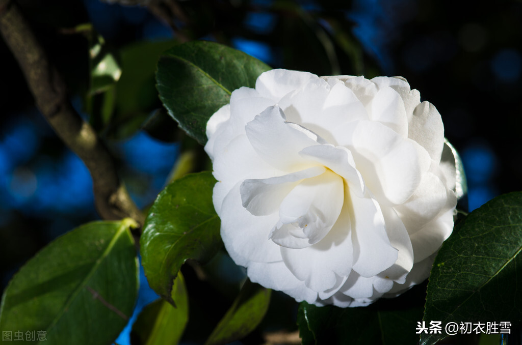 白山茶是什么意思（白山茶的花语与其含义）