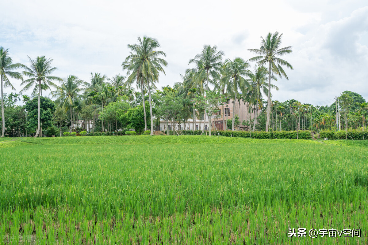 嚼檳榔為什么上癮,嚼檳榔為啥會上癮