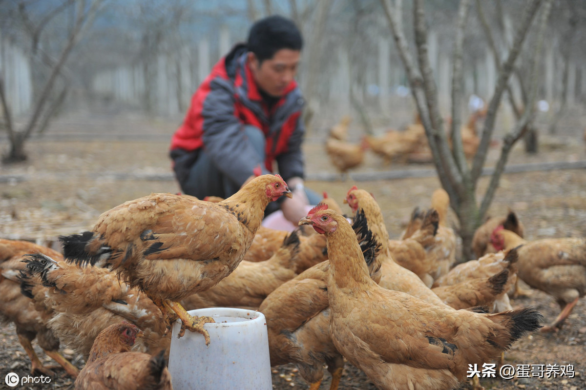 老兽医:黄芪加甘草,方法简单,一招解决养鸡人的3大烦恼