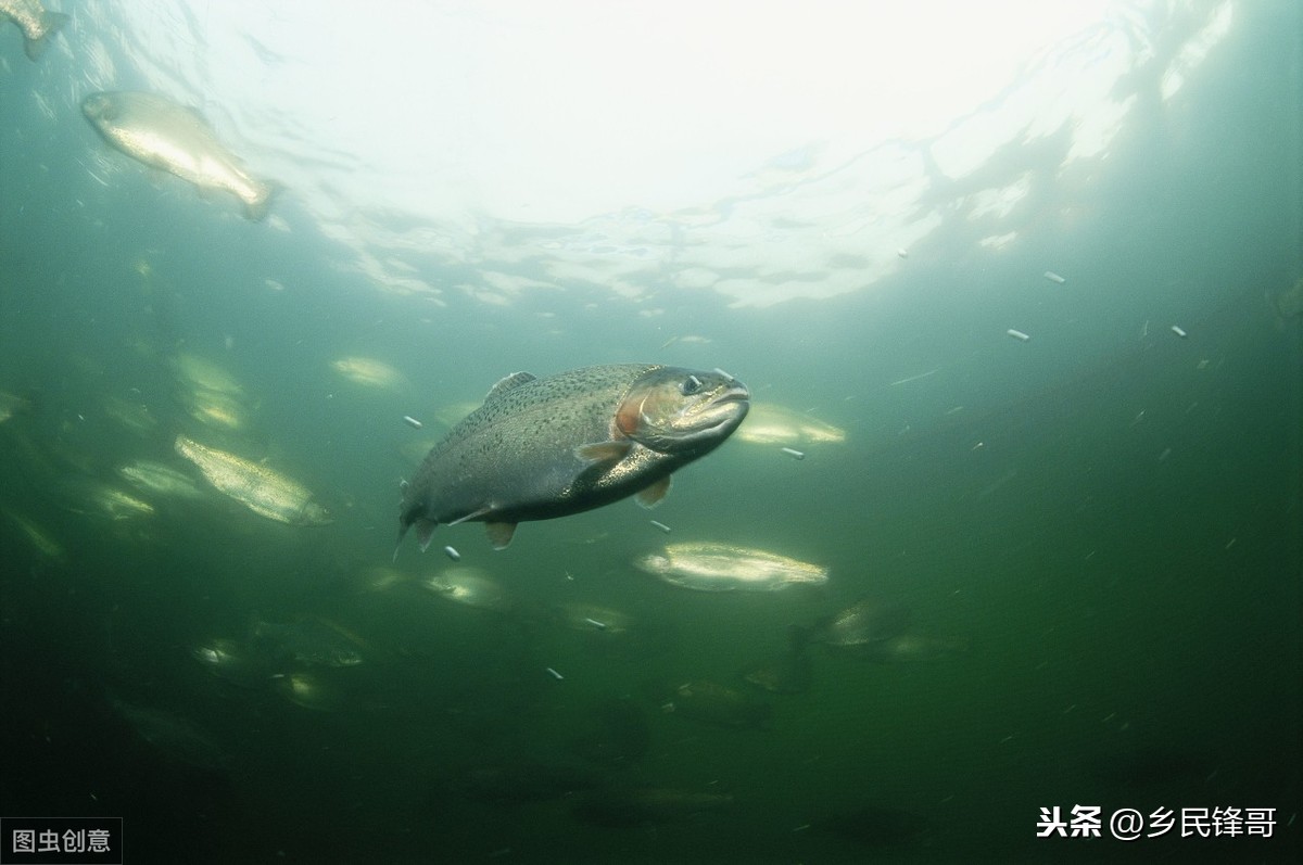 虹鱒魚養殖,虹鱒魚養殖條件