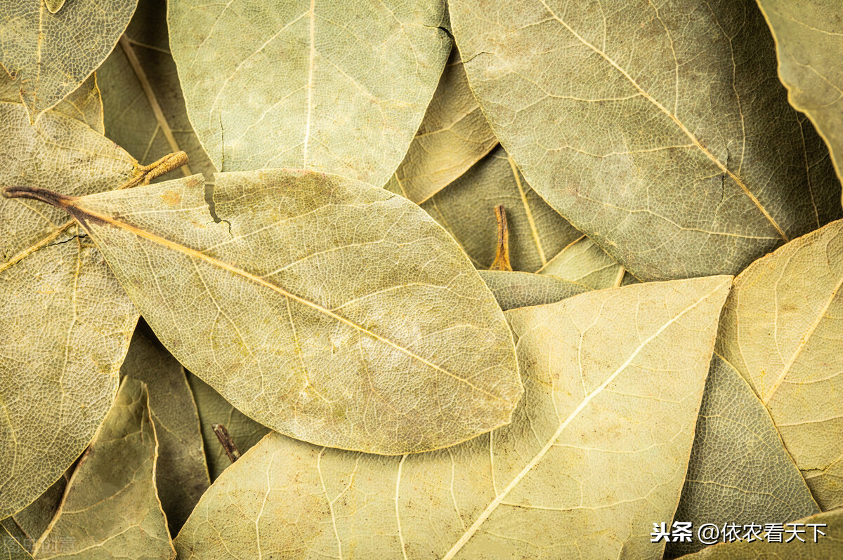 月桂树 一个把我国 桂圈 搞乱的外来树种 香叶的真正 主人 月桂树图片 佳辰