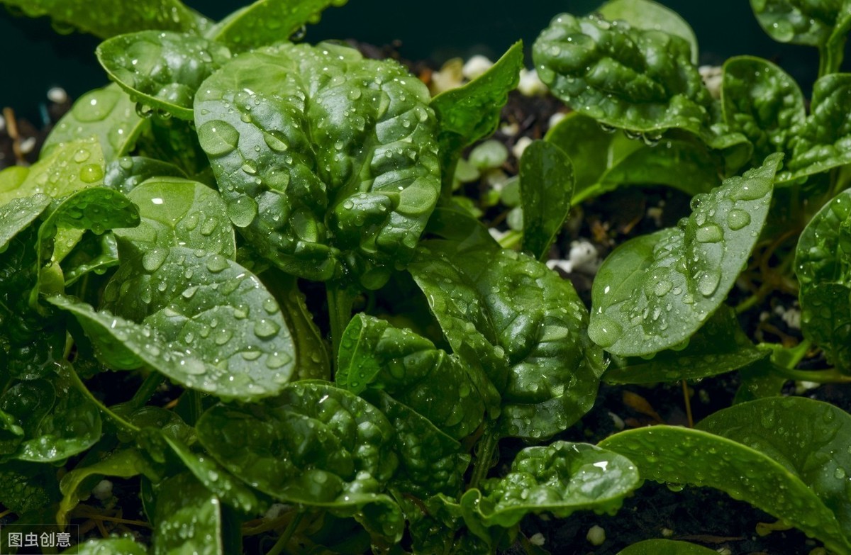 菠菜什么时候种最合适（菠菜种植生长条件要求）