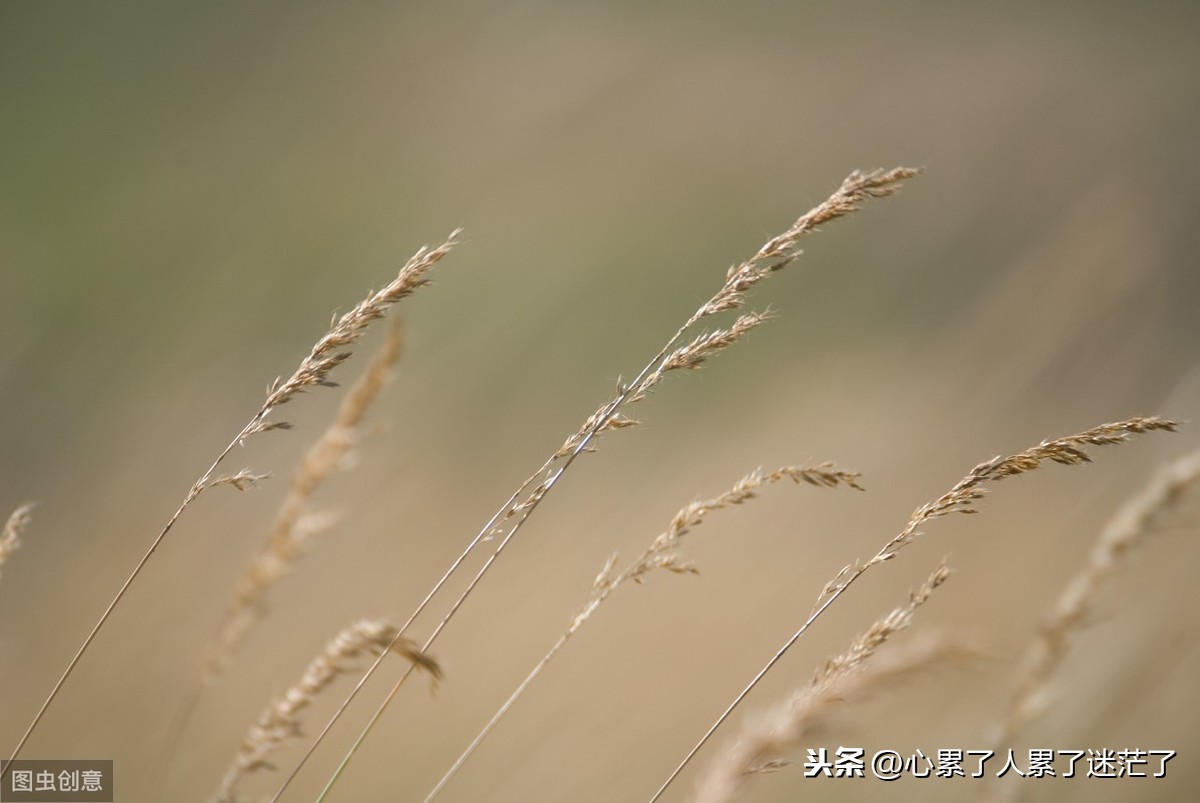 感悟人生经典说说，不怕吵架，怕冷漠