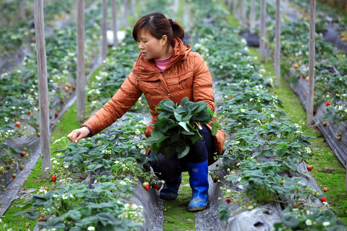 草莓怎么剪枝让它结草莓，修建草莓的步骤简单方法