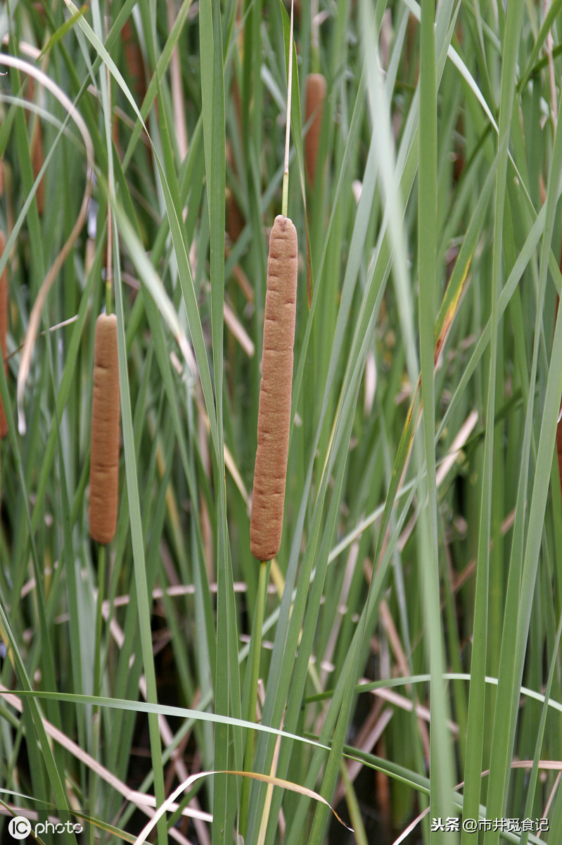 蒲菜,蒲菜圖片