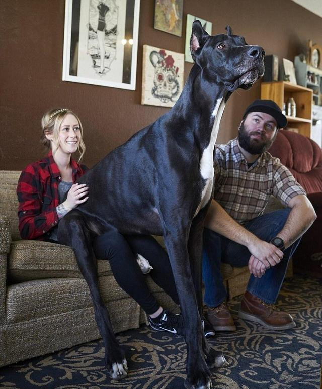 巨型犬体型排名前十名（世界上最大的10种狗狗）
