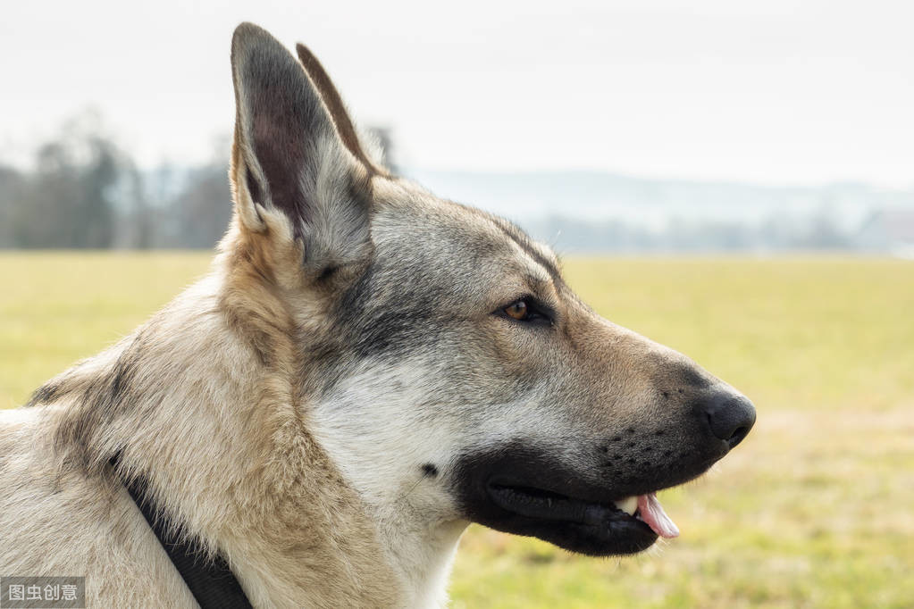 最像狼的捷克狼犬有这些优点，但却被禁养