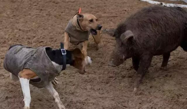 普罗特猎犬图片（盘点国外适合猎野猪的犬种）