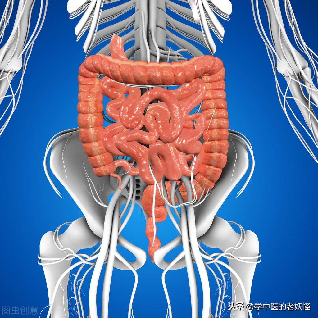 大肠,位于人体腹部中央,上端与小肠相接与阑门,下端连接肛门,通向体外