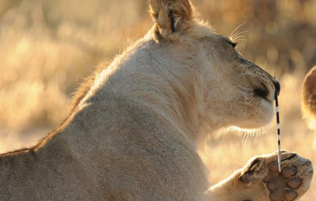 告诉你一个真实的非洲狮，生存压力巨大，远比想象的要脆弱