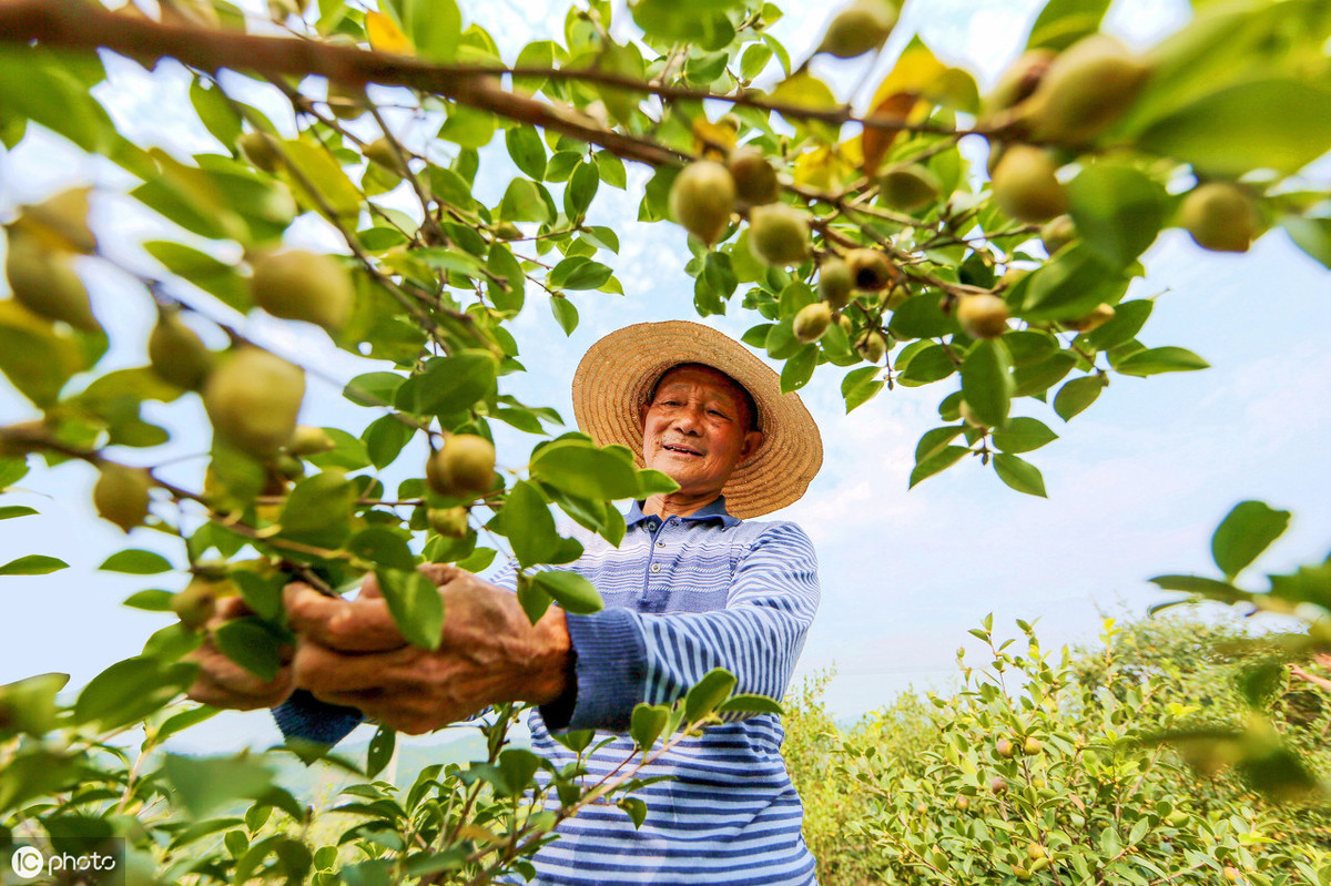 油茶树嫁接方法（油茶大树嫁接关键技术的优化）