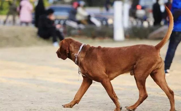 普罗特猎犬图片（盘点国外适合猎野猪的犬种）