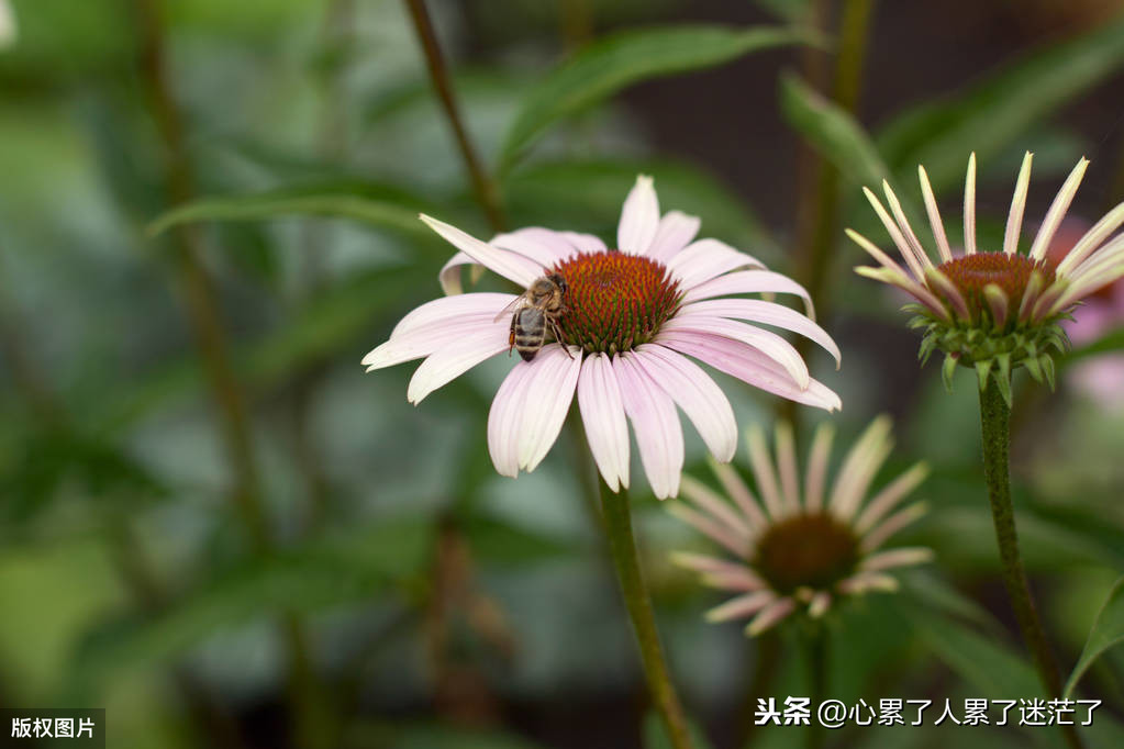 人生感悟的句子，好了伤疤忘了疼的态度