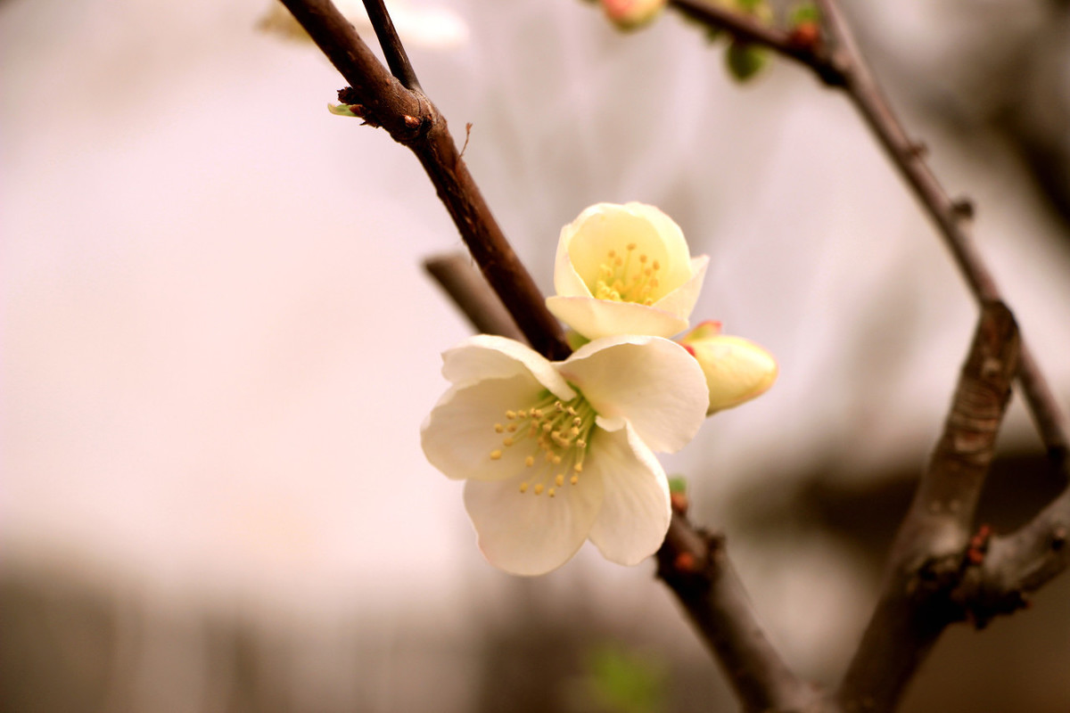 立春已至，万物萌动，品读春天的诗词，希望这个春天充满阳光和爱