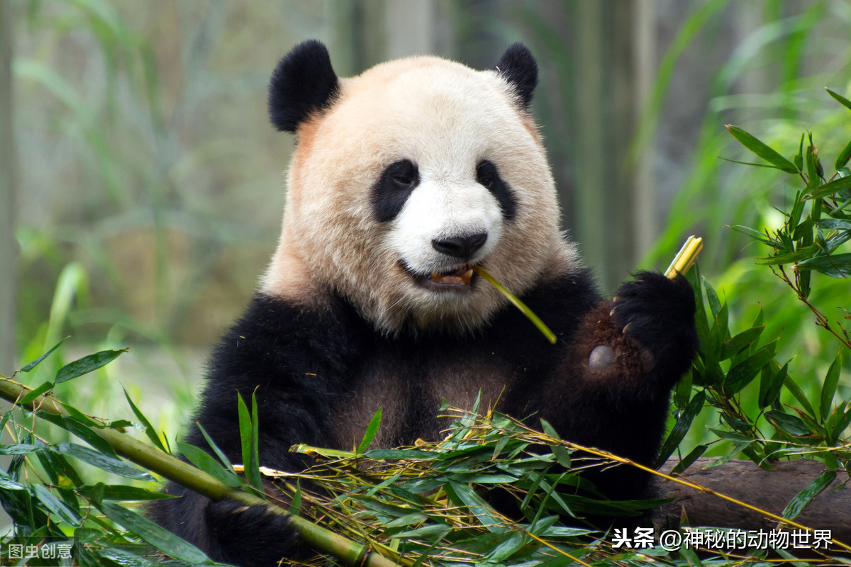 动物编谜大班作业熊猫图片