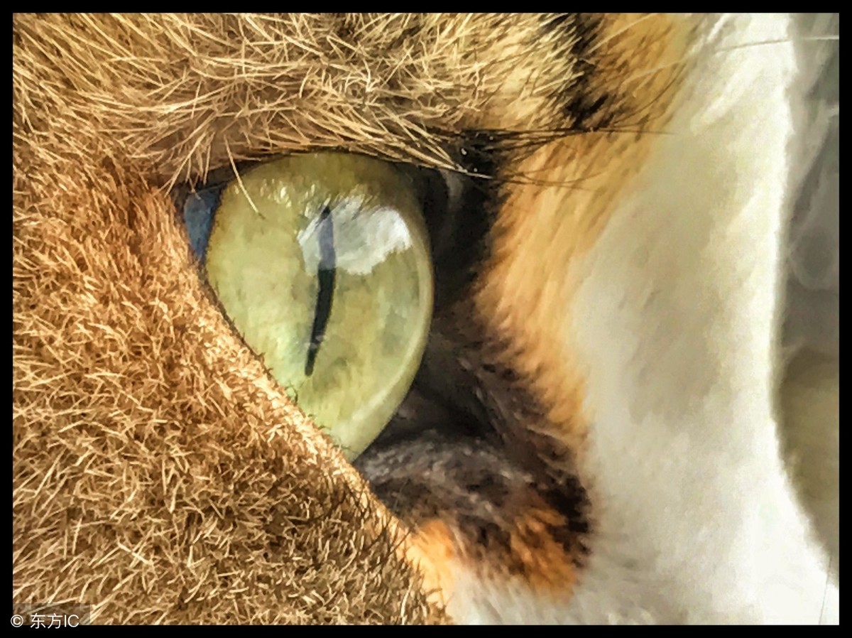 “猫眼”宝石为何叫猫眼，你知道吗？