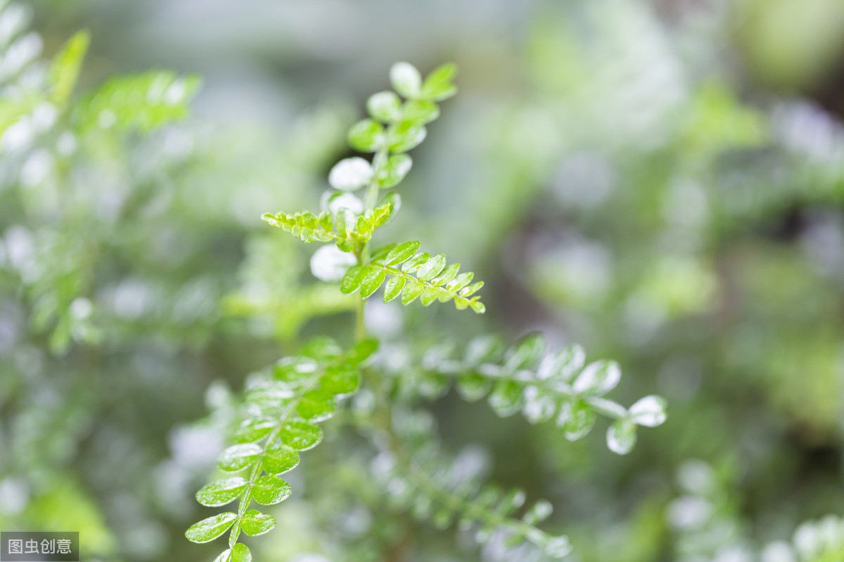 真花图片(5种花假货多，要注意辨别，小心“挂羊头卖狗肉”，白花钱)