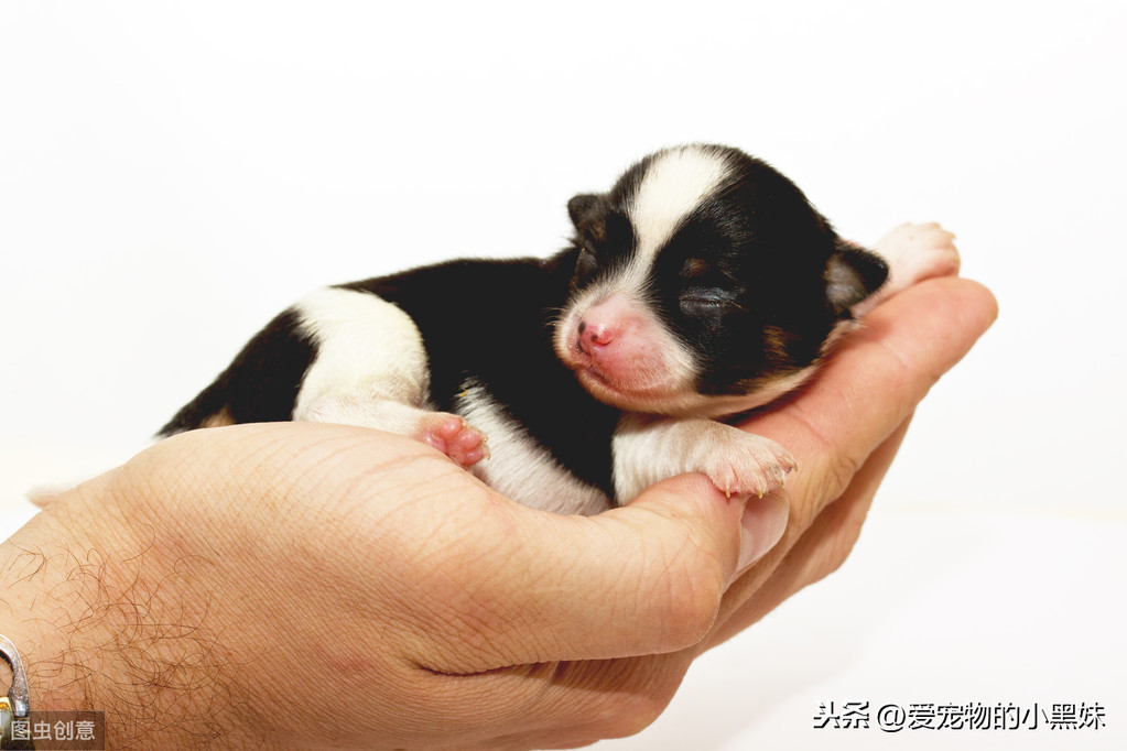 新生幼犬如何进行护理？请看下文