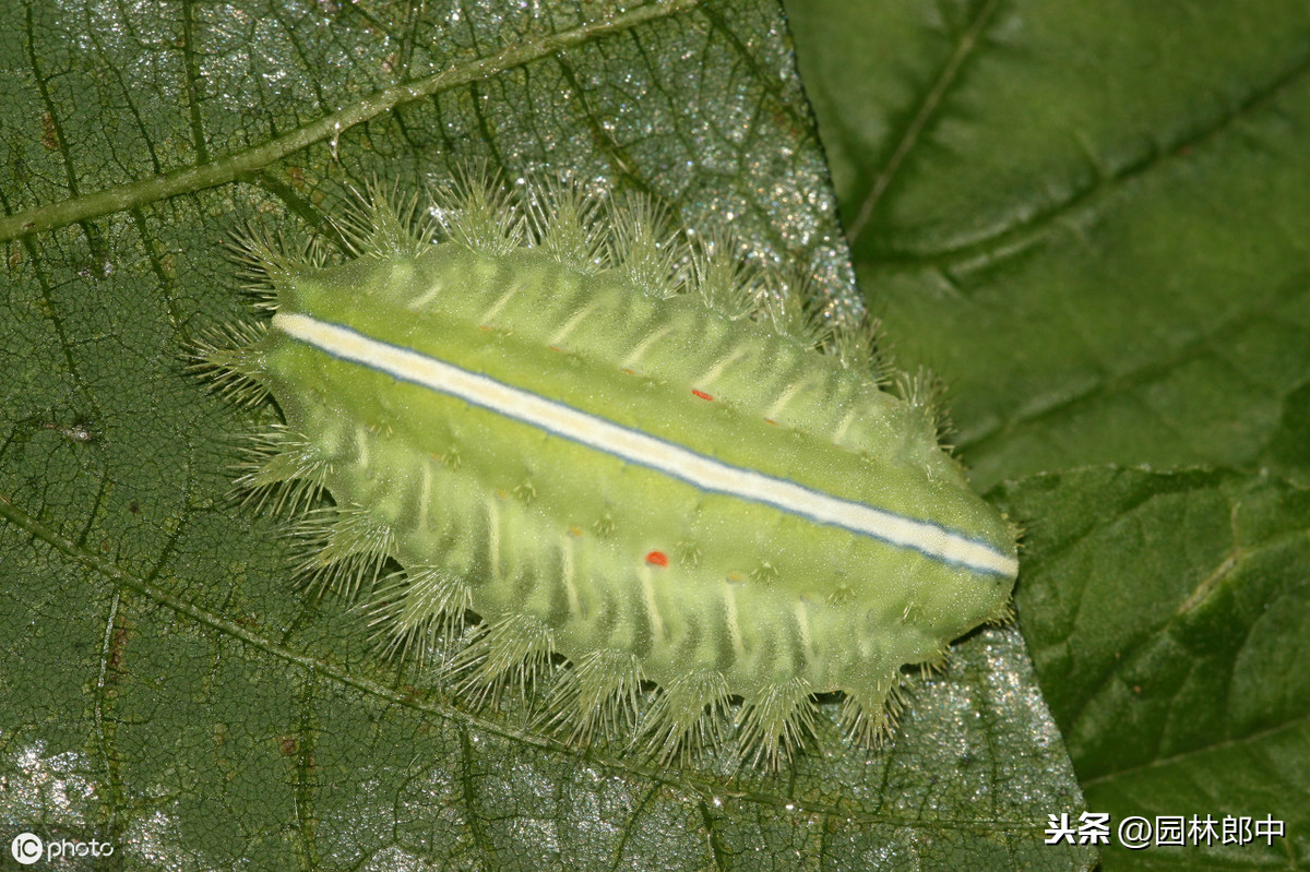 这种害虫俗称洋辣子,不仅危害园林植物,还会伤到人