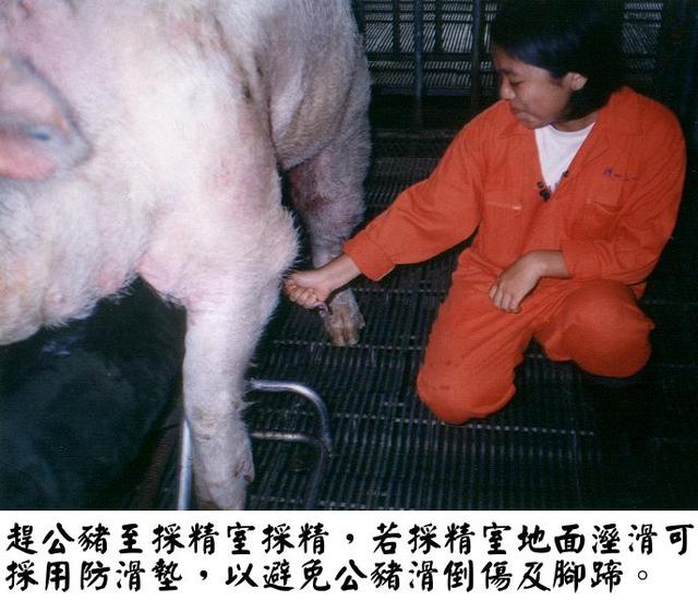 母豬配種操作流程,